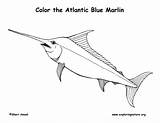 Marlin Blue Coloring Fish Pages Template Atlantic Please Sponsors Wonderful Support sketch template