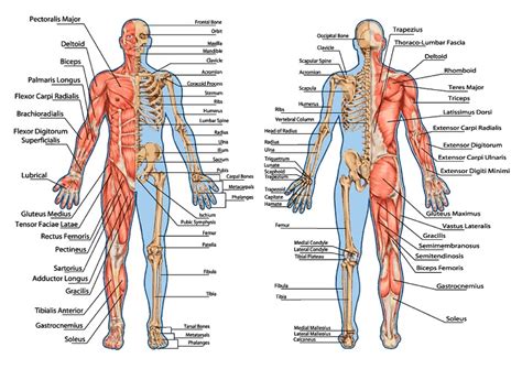 anatomi tubuh manusia bina darma  journal