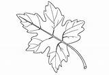 Leaf Coloring Maple Raster sketch template