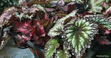tips  growing rex begonia houseplants plant care today