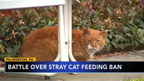 79 Year Old Woman Sentenced To Jail For Feeding Stray Cats Abc13 Houston