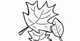Leaf Coloring Maple Oak Pumpkin Sugar Leaves Getcolorings Pages Clipartmag Drawing Getdrawings Color sketch template
