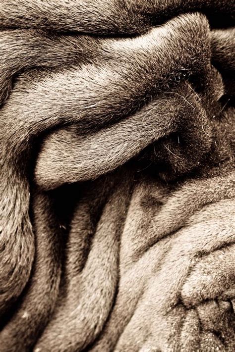 65 best neapolitan mastiff images on pinterest