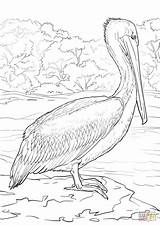 Pelican Brown Pelicans Colouring sketch template