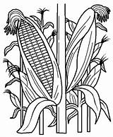 Corn Coloring Field Pages Plant Drawing Stalk Cornstalk Clipart Stalks Printable Indian Sheet Fruits Vegetables Kids Book Cob Template Fields sketch template
