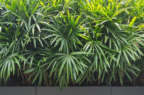 5 plantas que não precisam de sol e podem ficar dentro de casa