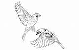 Sparrows Sparrow Bird sketch template