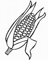 Corn Coloring Stalk Indian Getcolorings sketch template