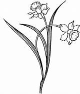 Daffodil Outline Drawing Flower Clipart Line Drawings Coloring Daffodils Hawthorn Tattoo Clip Pretty Cliparts Pages Printable Stained Glass Clipartmag Library sketch template
