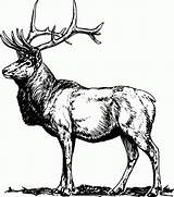 Coloring Elk Pages Printable Adults Popular sketch template