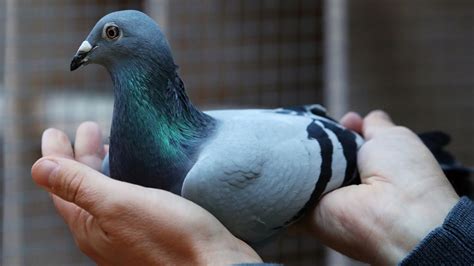 belgian racing pigeon  kim sells  record   mystery bidding war  super duper