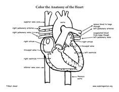heart coloring page heart coloring pages heart anatomy coloring pages