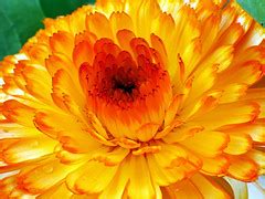 bright yellow flower russ morris flickr