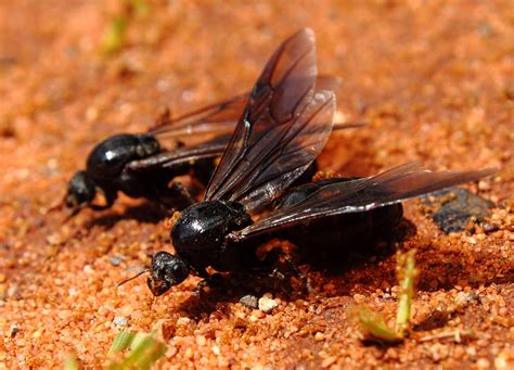 queen ants  sale antscanada