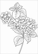 Adulti Mewarnai Vegetation Erwachsene Malbuch Stampare Vegetazione Flower Paud Bunga Fleurs Lele Ikan Foglie Elegant Tatuaggi Justcolor sketch template