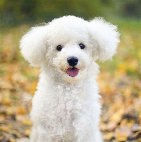 dogs  dont shed  hypoallergenic dog breeds