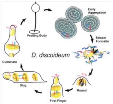 The Life Cycle Of Dictyostelium Discoideum Single Dict Open I