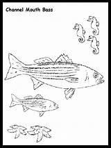 Bass Coloring Pages Fish Largemouth Mouth Carolina North State Popular Kids Library Clipart Pomacentridae sketch template