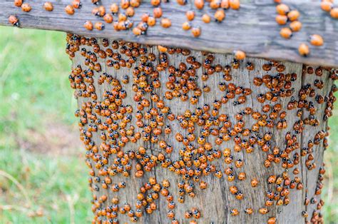 there are actually ‘bad ladybugs and you need to watch out for them