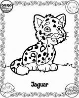 Coloring Pages Diego Jaguar Go Baby Kids Printable Print Color Sheet Dora Animals Cute Coloriage Tiger Fun Kleurplaat Popular Sheets sketch template