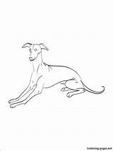 Coloring Whippet Pages Getcolorings Greyhound sketch template