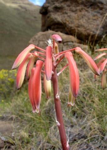 south african plants category mountains image aristaloe