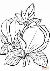 Magnolia Coloring Pages Saucer Categories sketch template