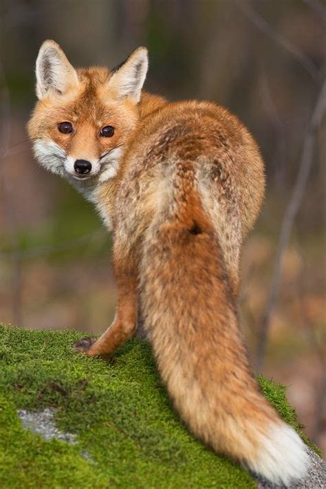 beautiful fox  hub