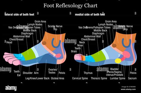 foot reflexology chart inside and outside view of the feet with