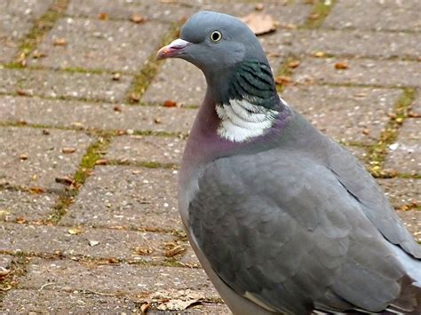 pigeons  breast cancer birds  detect cancer  trained doctors nature world news