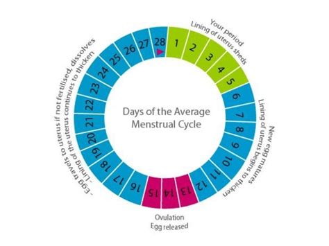 know your ovulation day to get pregnant