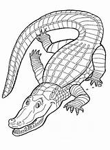 Alligator Coloring Pages Printable Kids sketch template