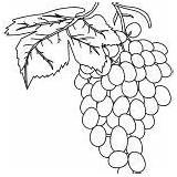 Coloring Pages Grapes Fruit Fresh sketch template