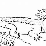 Crocodile Coloring Mitraland sketch template