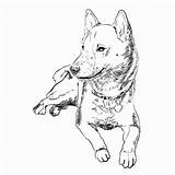 Coloring Shiba Inu Dogs Book Pages Themed Drawing Getdrawings Wanderer Space Books sketch template