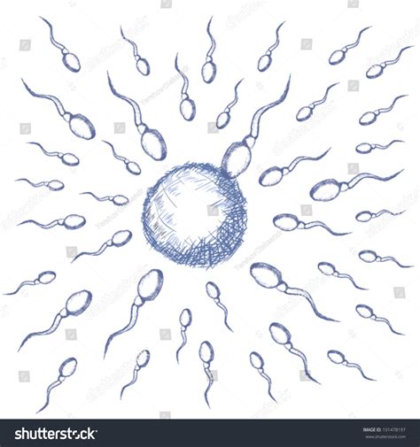 illustration egg sperm blue sketch sperm stock vector 191478197