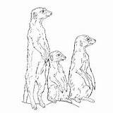 Meerkat Coloring Pages Vigilant Fred Timon sketch template