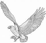 Eagle Coloring Pages Hawk Flight Bird Falke Outline Photograph Drawing Printable Colouring Choose Board Tattoo Dover Doverpublications Publications Sheet Welcome sketch template