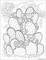 Cactus Pages Desert Prickly Pear Coloring Color Flowering Kids Printable Coloringpagesonly Adults sketch template