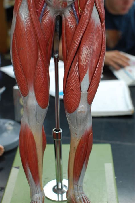 anatomy   leg muscles