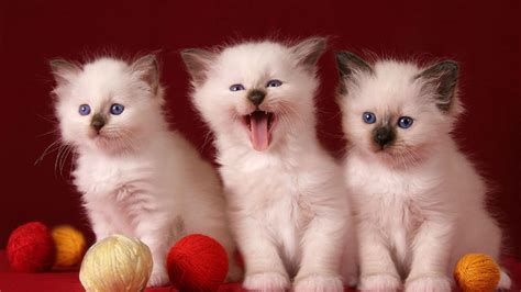 cute kittens hd desktop wallpaper widescreen high definition fullscreen