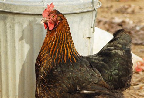 the best chicken breeds for laying farm fresh eggs hobby farms