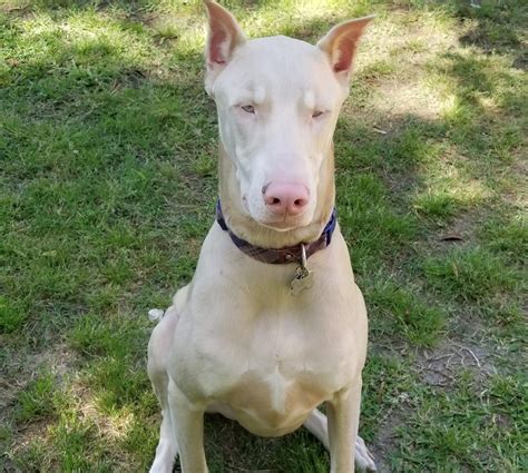 white doberman front large doberman planet