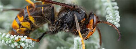 aziatische hoornaar moet bestreden worden voor hij zich  nederland verspreidt max vandaag