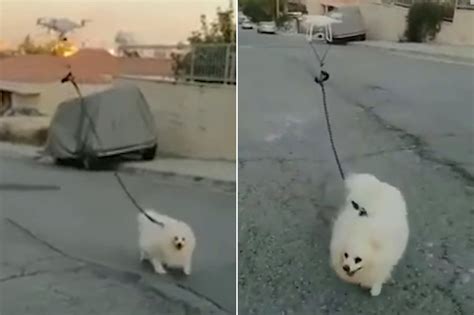 man  drone    dog   walk  coronavirus lockdown