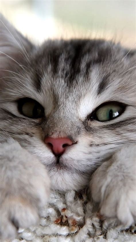 images  adorable animals  pinterest cat breeds