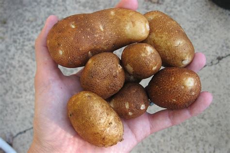 organic seed potato  garlic giveaway closed brown thumb mama