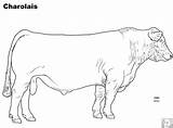 Charolais Cow Livestock Judging Gartenskulpturen Guernsey Bison Beefmaster Dairy sketch template