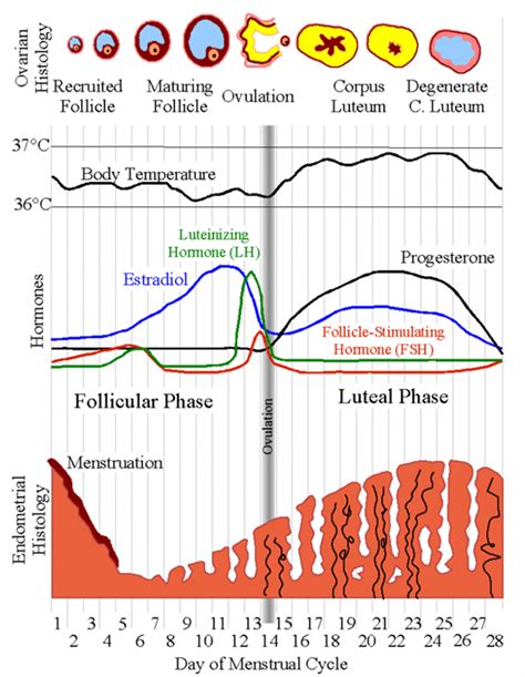 menstrual cycle different phases of menstrual cycle and hormone