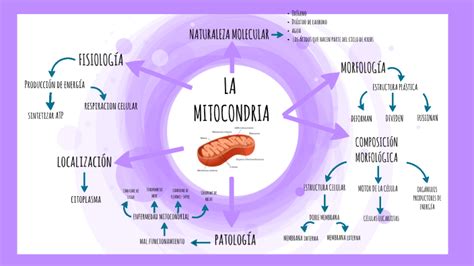 mapa conceptual de las mitocondrias mitocondria generalidades the